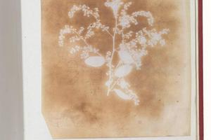 素描合集-William Henry Fox Talbot--[Photogenic Drawing of a Plant]