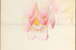 素描合集-Lenox, Incorporated--Design drawing of of lotus blossom