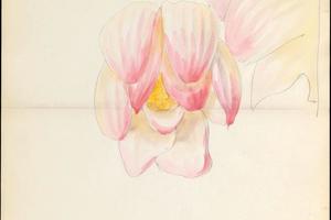 素描合集-Lenox, Incorporated--Design drawing of of lotus blossom
