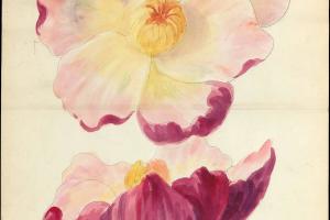 素描合集-Lenox, Incorporated--Design drawing of magnolia blossom