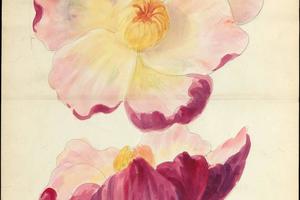 素描合集-Lenox, Incorporated--Design drawing of magnolia blossom