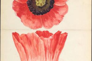 素描合集-Lenox, Incorporated--Design drawing of of poppy blossom