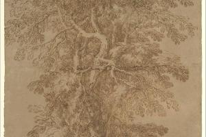 素描合集-Salvator Rosa--A Large Tree