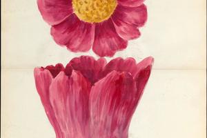 素描合集-Lenox, Incorporated--Design drawing of peony blossom