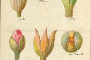 素描合集-Lenox, Incorporated--Design drawing of flower buds and seedpods