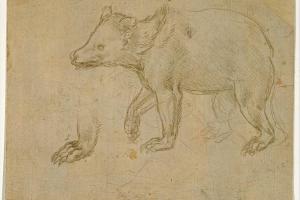 素描合集-Leonardo da Vinci--A Bear Walking