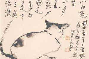 小白猫