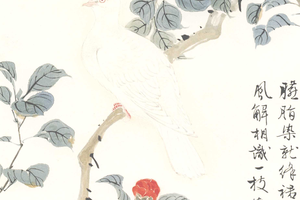 茶花鸽子