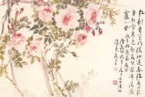 蔷薇
