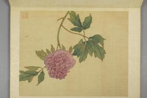 蒋廷锡牡丹十六种册