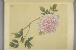 蒋廷锡牡丹十六种册