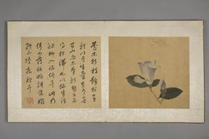 陈字花卉人物册