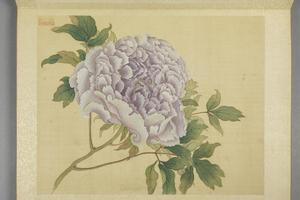 蒋廷锡牡丹十六种册