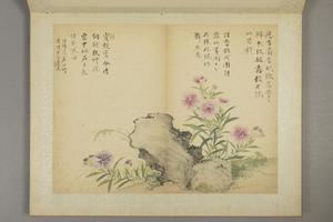 邹一桂花卉图册