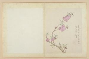 蒋淑临蒋廷锡花卉册