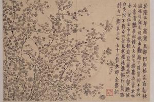 金农梅花册