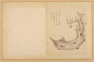 蒋淑临蒋廷锡花卉册