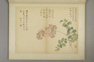 邹一桂花卉图册