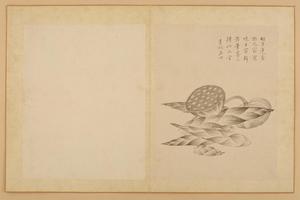 蒋淑临蒋廷锡花卉册