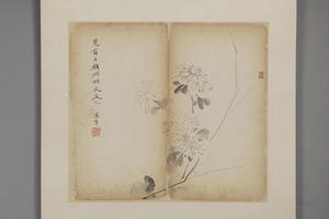王露花卉册