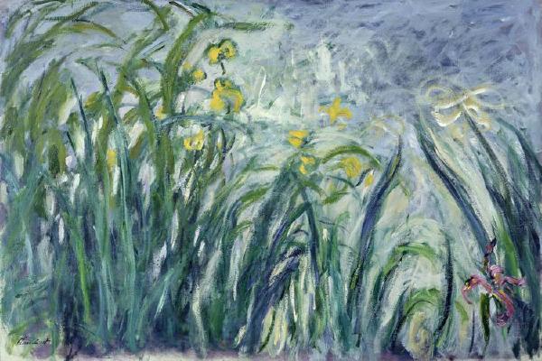 Iris jaunes et mauves, 1924-1925