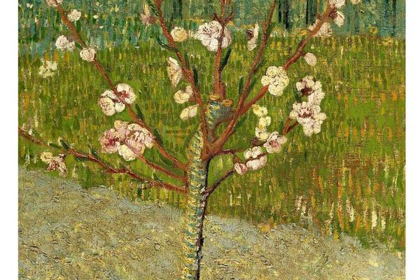 Almond tree in blossom (April 1888 - 1888)