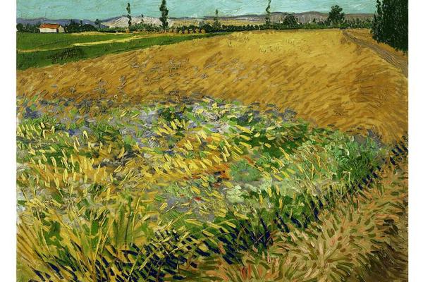 Wheatfield (June 1888 - 1888)