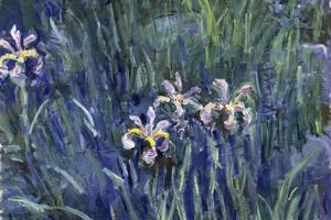 Iris, 1914-1917