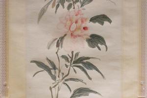 芍药