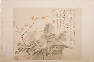芭蕉花卉图