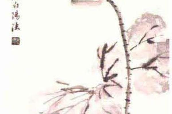 墨荷