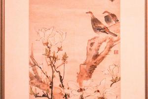玉兰斑鸠