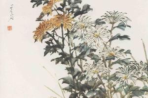 还来旧菊花