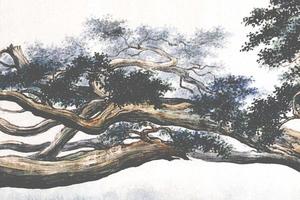 古柏图