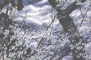 冷香月明