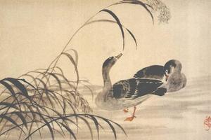 芦雁