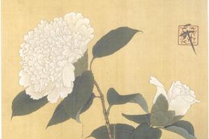 临赵佶白山茶