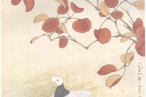 红叶鸽子
