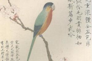 杏华鹦鹉