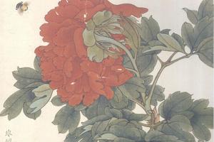 红牡丹