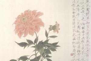 大丽花