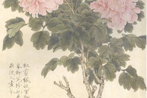粉红牡丹