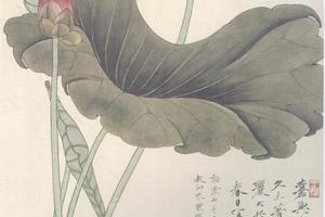 荷花