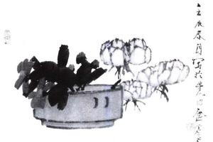 茶花百合