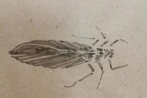 懒虫画虫