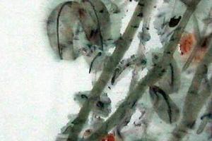 闲花野草集之十四（麦灯笼