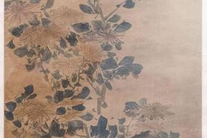 菊石图