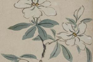 花卉图册   其九   青城栀子图