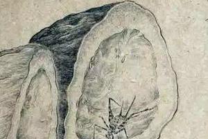 我的虫虫们