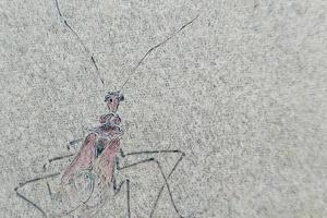 我的虫们